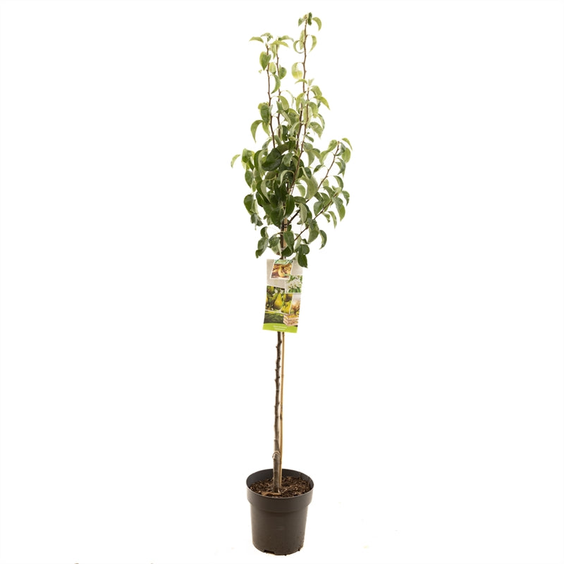 Pyrus communis &