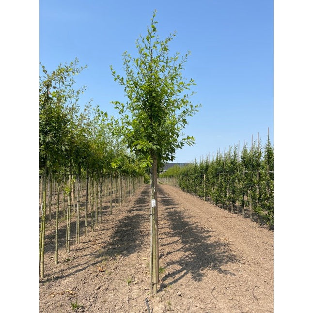 Kärrek - Quercus palustris 12-14 HS,