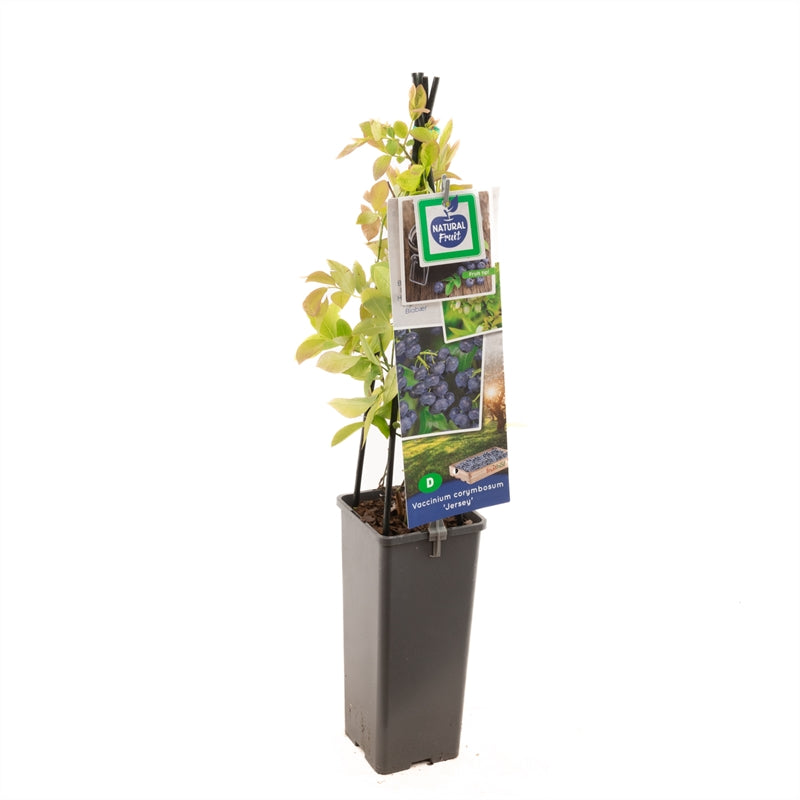 Vaccinium corymbosum &