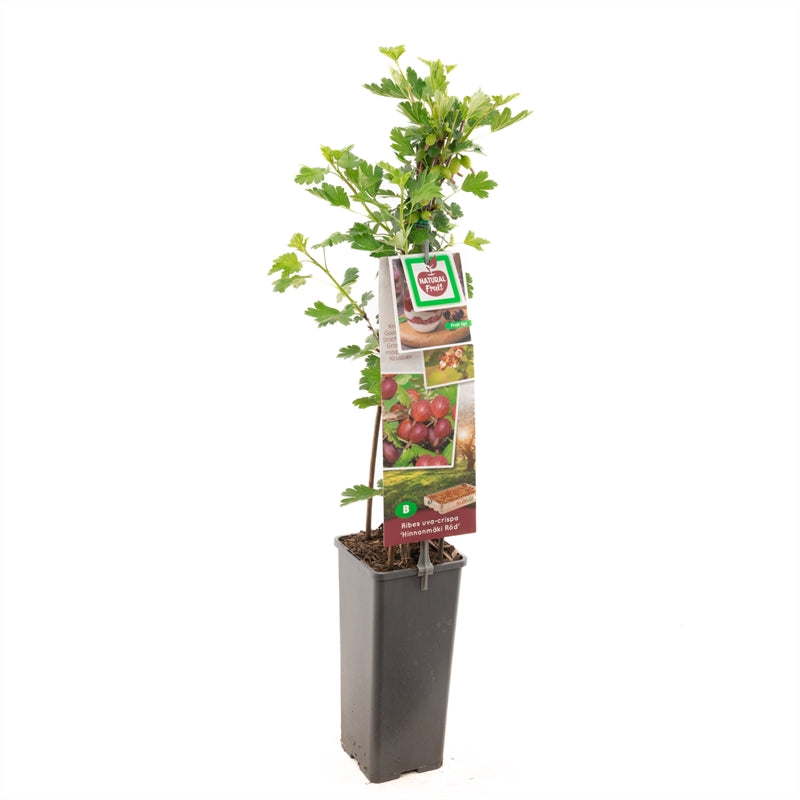 Ribes uva-crispa &
