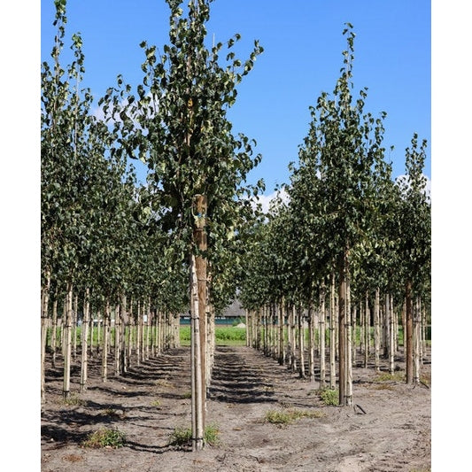 Kamtjatkabjörk - Betula ermanii 'Holland'  - Stammens omkrets 14-16 cm, höjd 3,5-4 meter,   HS, COCO