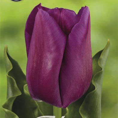 Tulpan Triumph Passio Glossy 7-pack (NYHET)