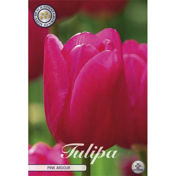 Tulpan Triumph Pink Ardour 10-pack (NYHET)