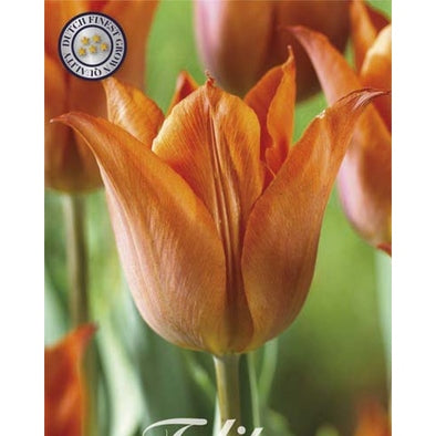 Tulpan Triumph Request 10-pack  (NYHET)