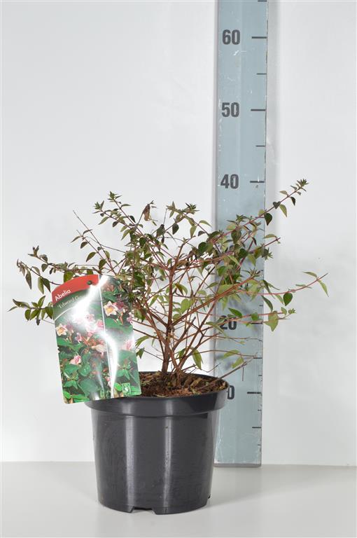 Abelia &