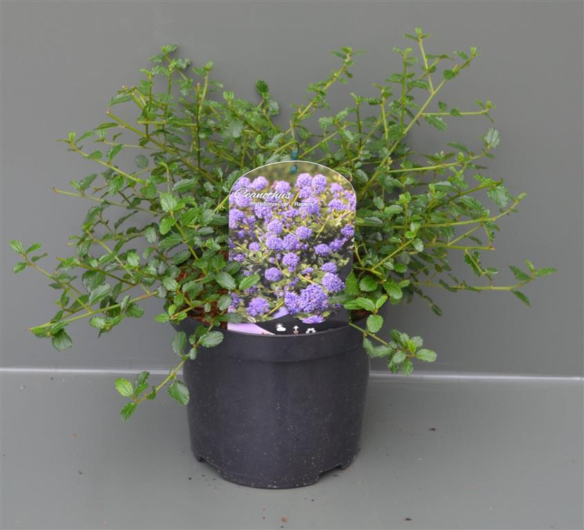 Säckbuske thyrs. repens - C3/P19 30-40 CM