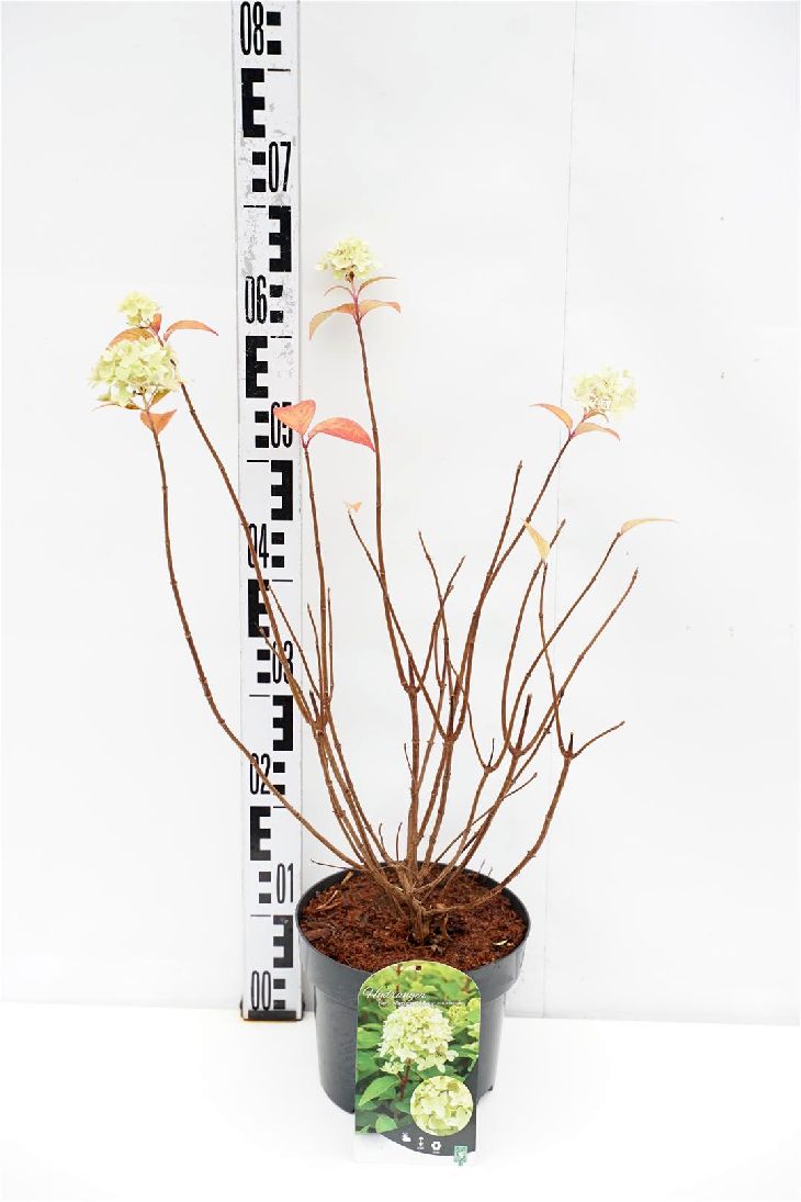 Hortensia pan. &