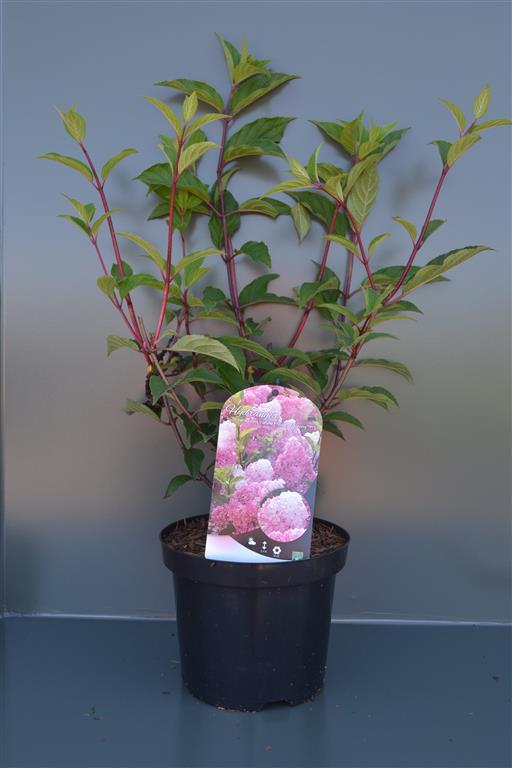 Hortensia pan. &