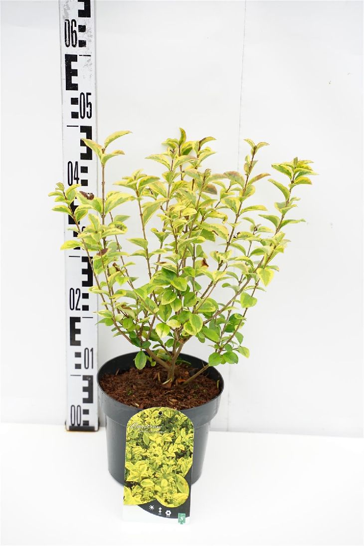 Ligustrum oval. &