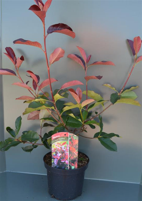 Photinia fraseri 'Camilvy'