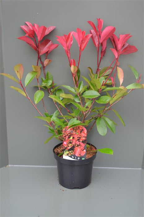 Photinia fraseri 'Red Robin'