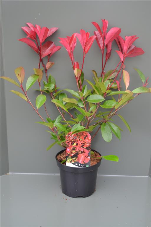 Glansmispel fraseri &