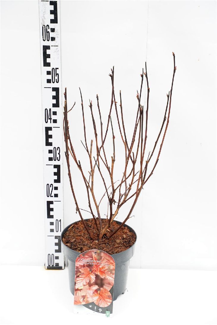 Smällspirea op. &