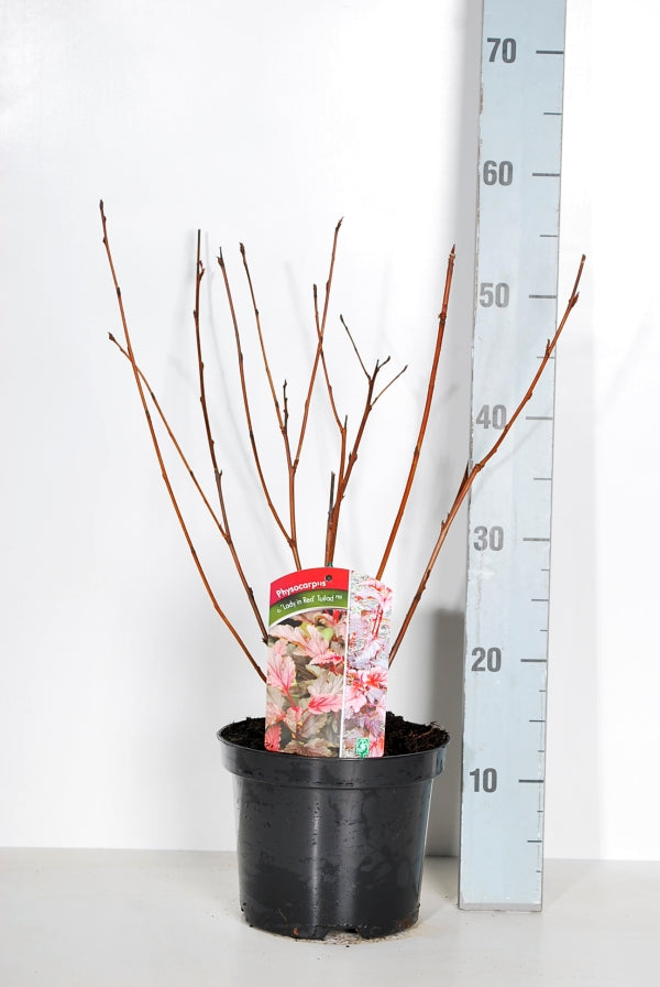 Smällspirea op. &