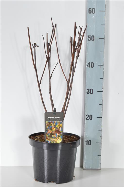 Physocarpus op. &