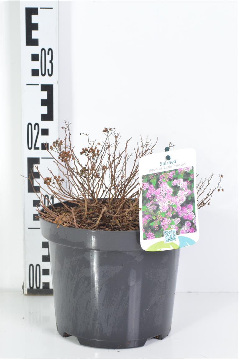 Spiraea japonica &