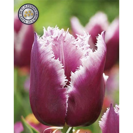 Tulpan Fringed San Martin 7-pack (NYHET)