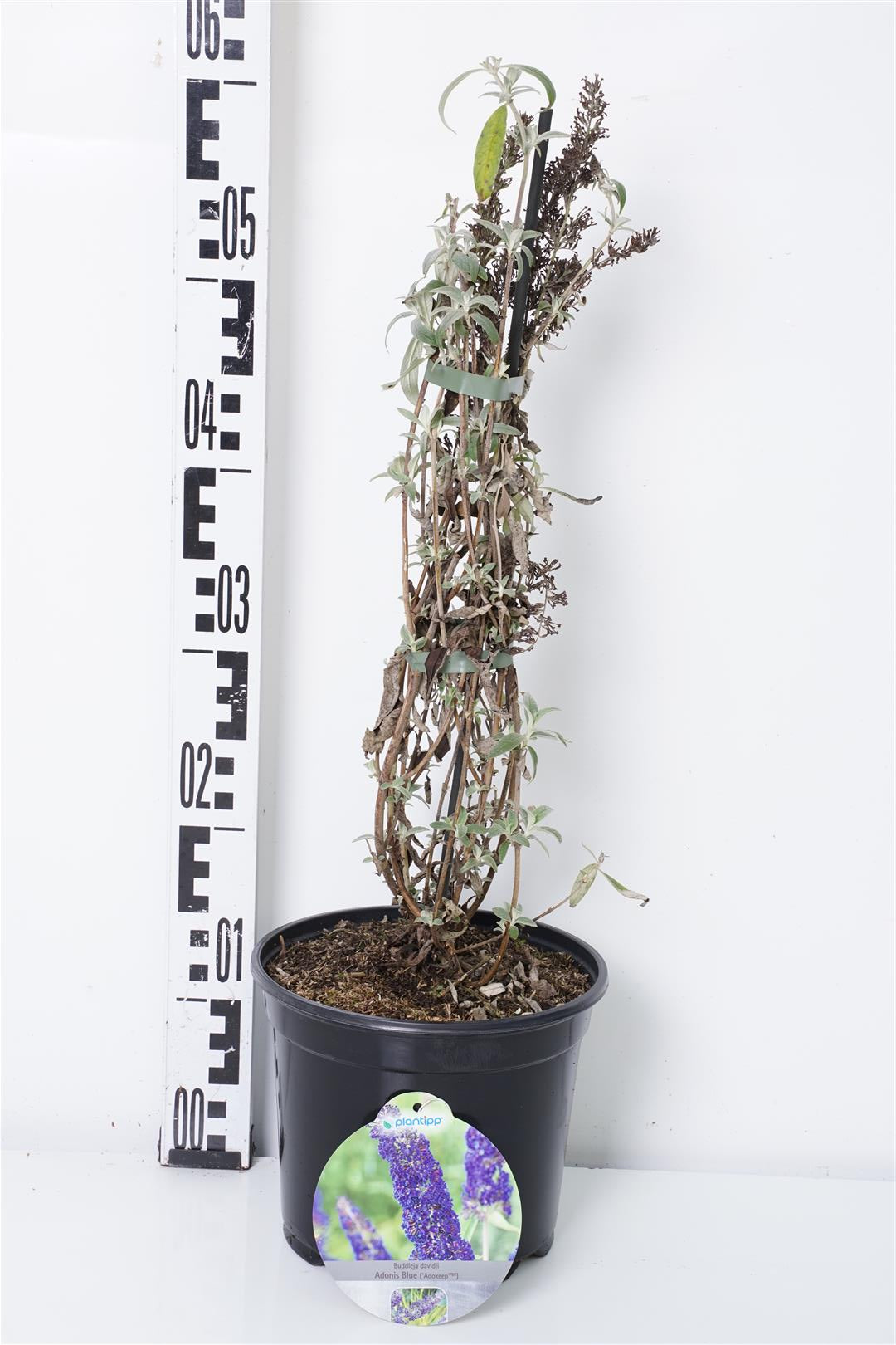 Syrenbuddleja d. &