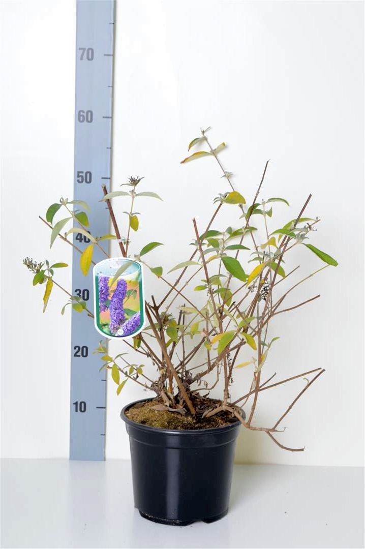 Syrenbuddleja d. &