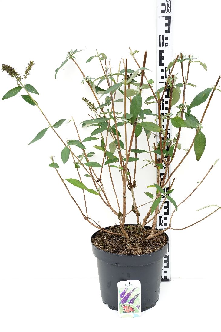 Syrenbuddleja d. &