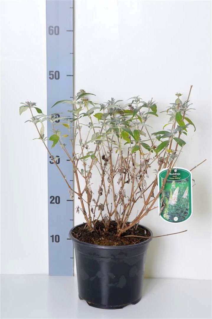 Syrenbuddleja d. &