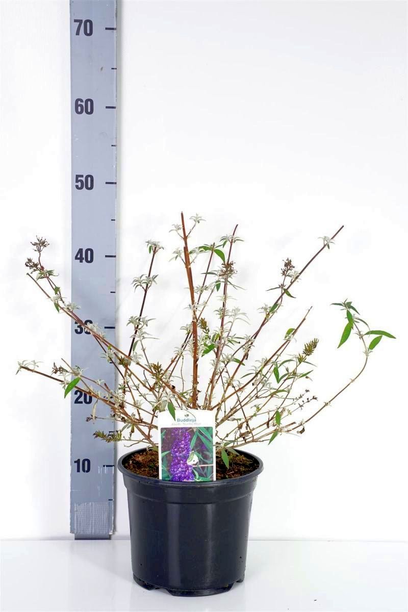 Syrenbuddleja d. &