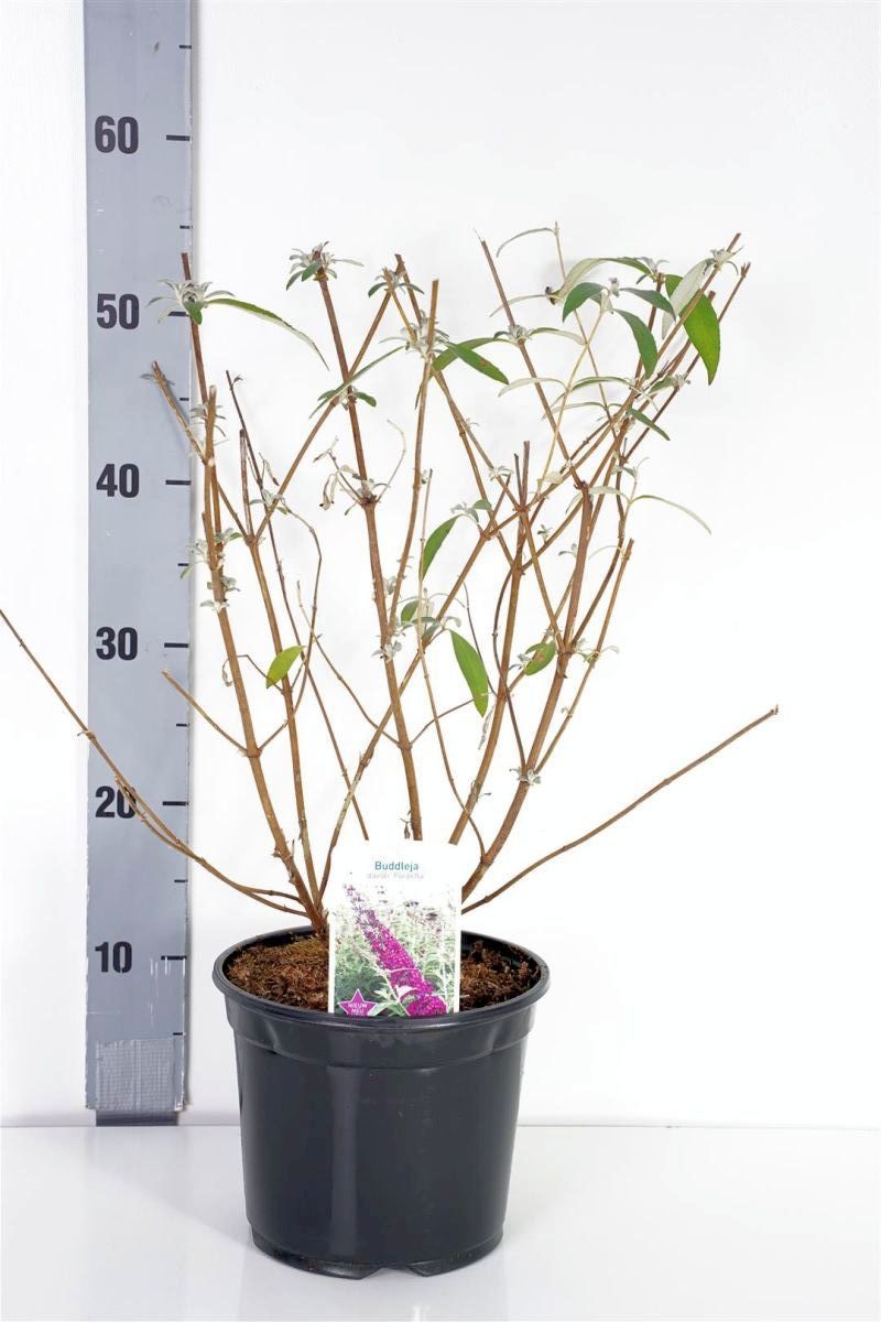 Syrenbuddleja d. &