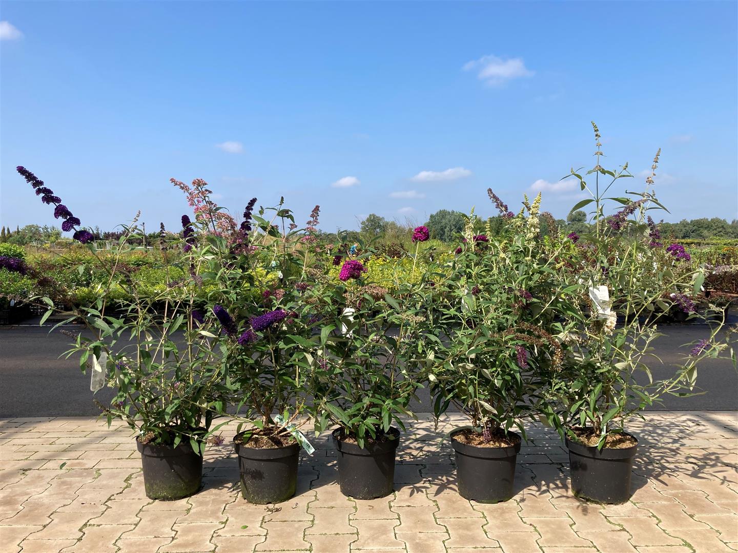 Syrenbuddleja d. &