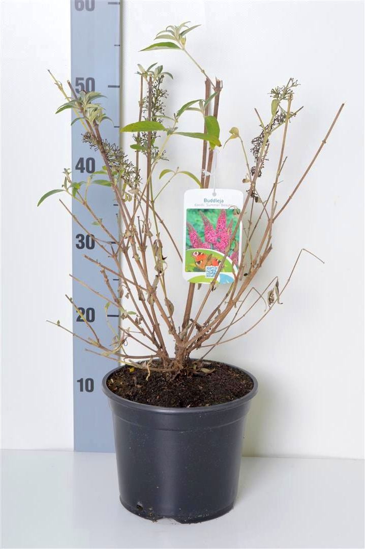 Syrenbuddleja d. &