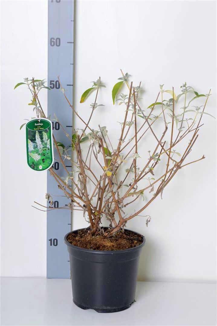 Syrenbuddleja d. &