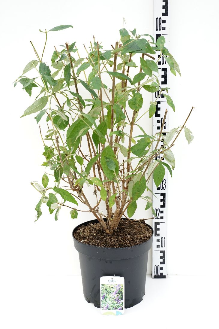 Syrenbuddleja &