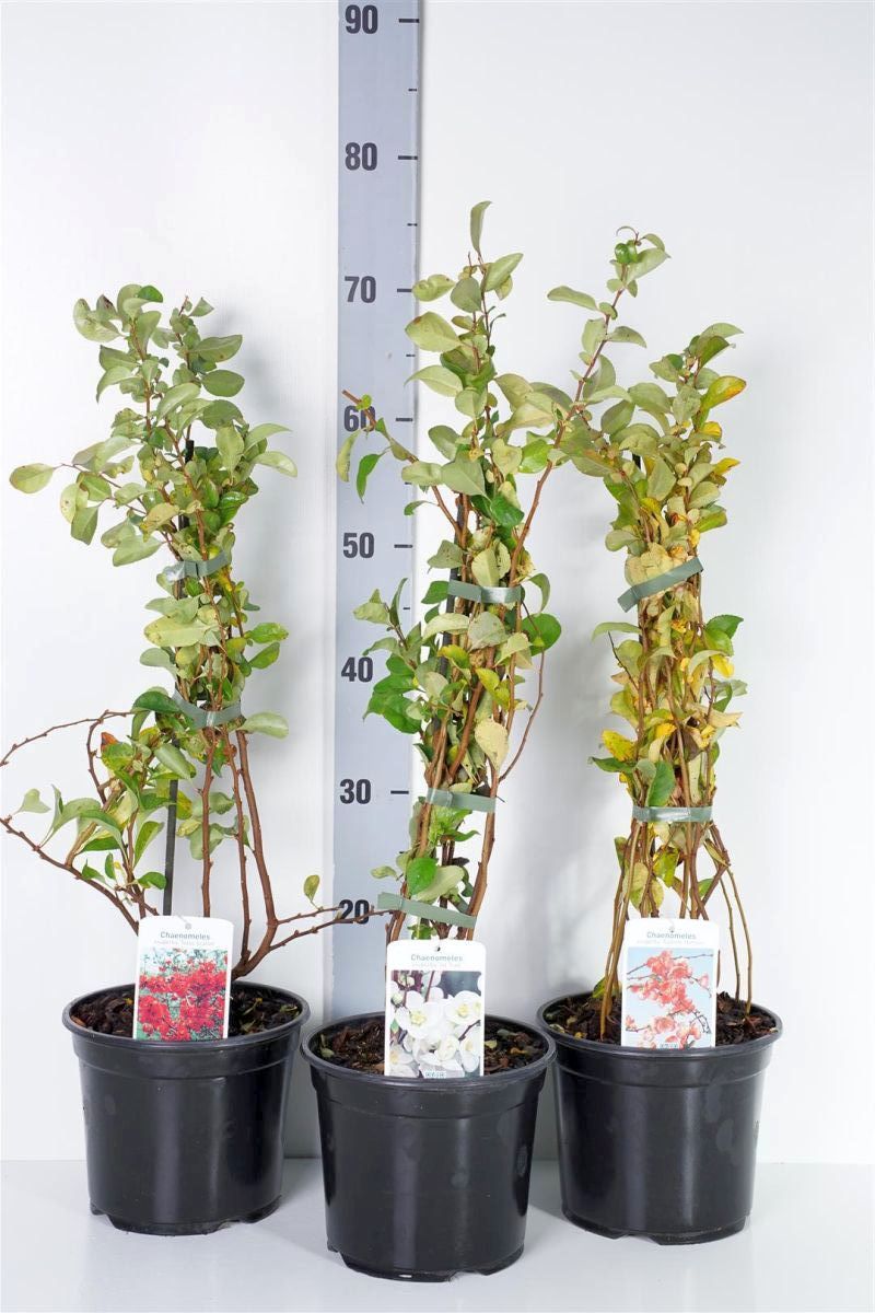 Rosenkvitten in cultivars - C3/P19 40-50 CM