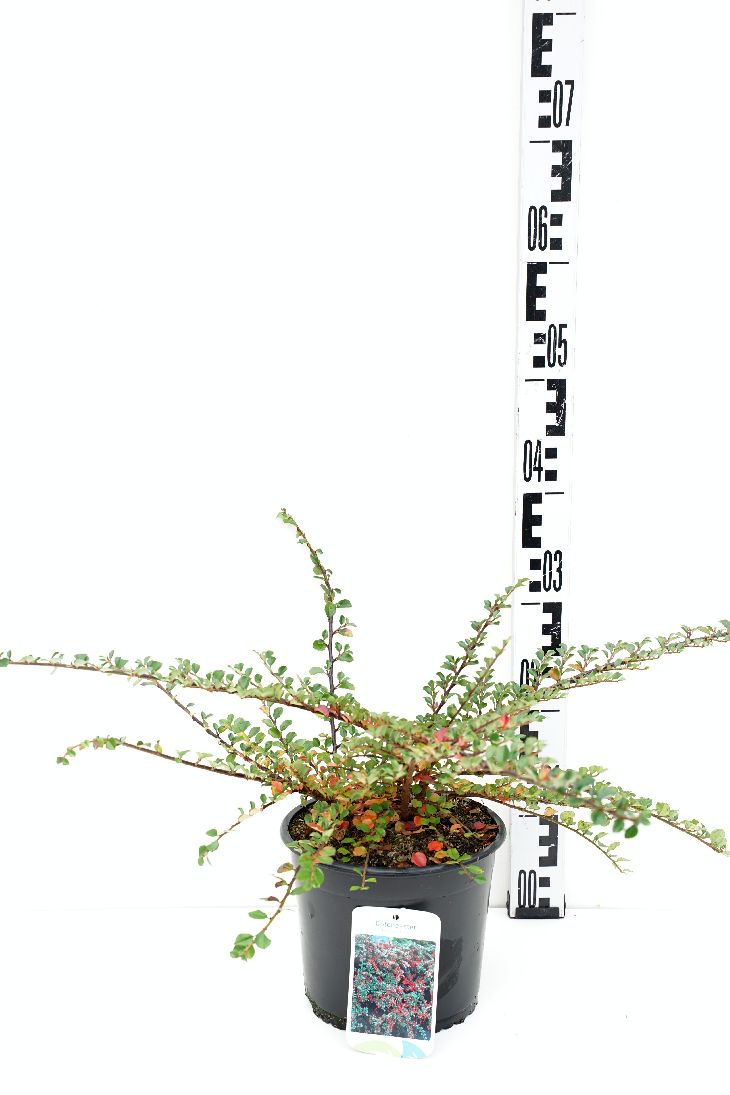 Oxbär horizontalis - C3/P19 25-30 CM