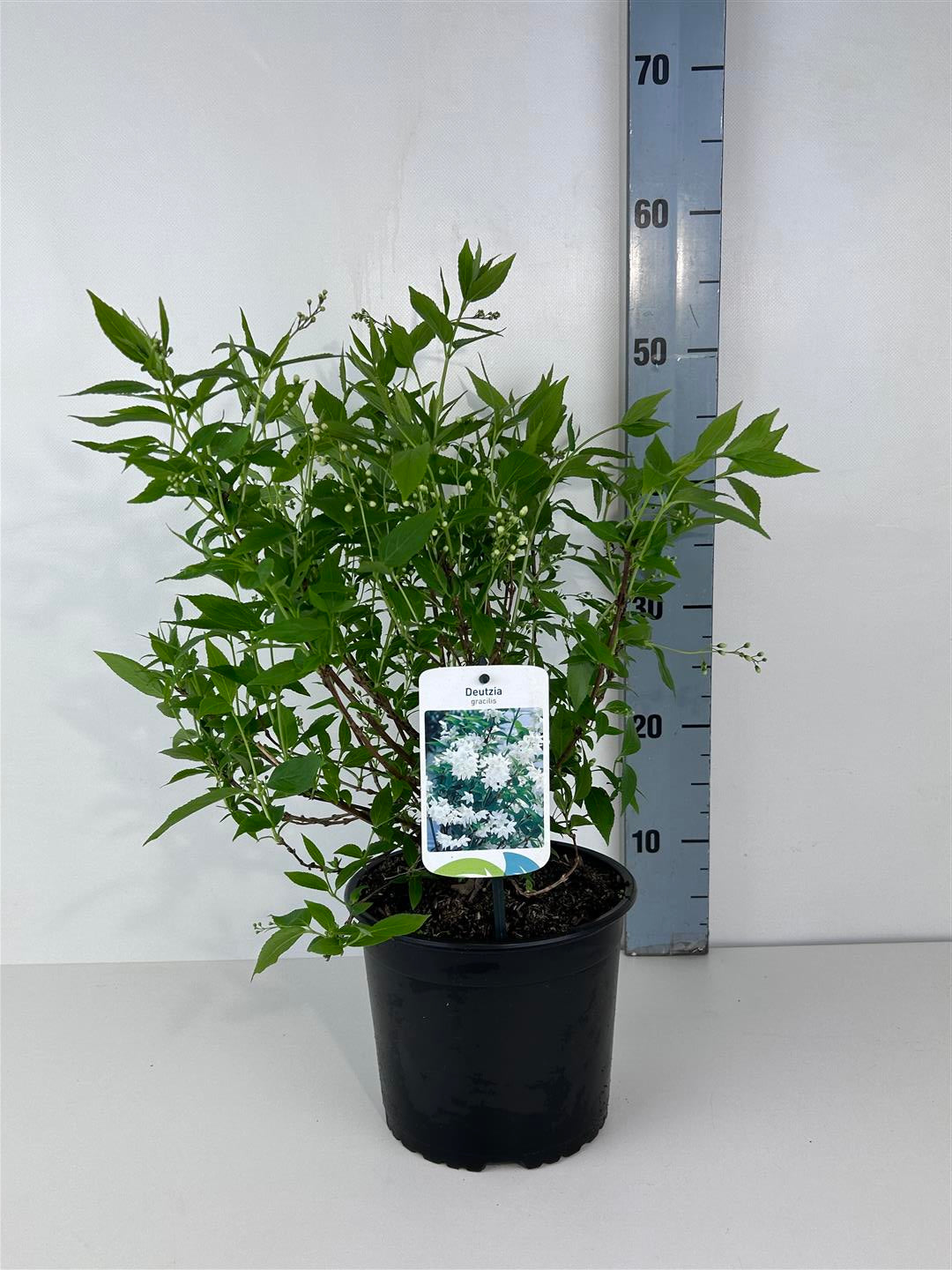 Deutzia gracilis - C3/P19 25-30 CM