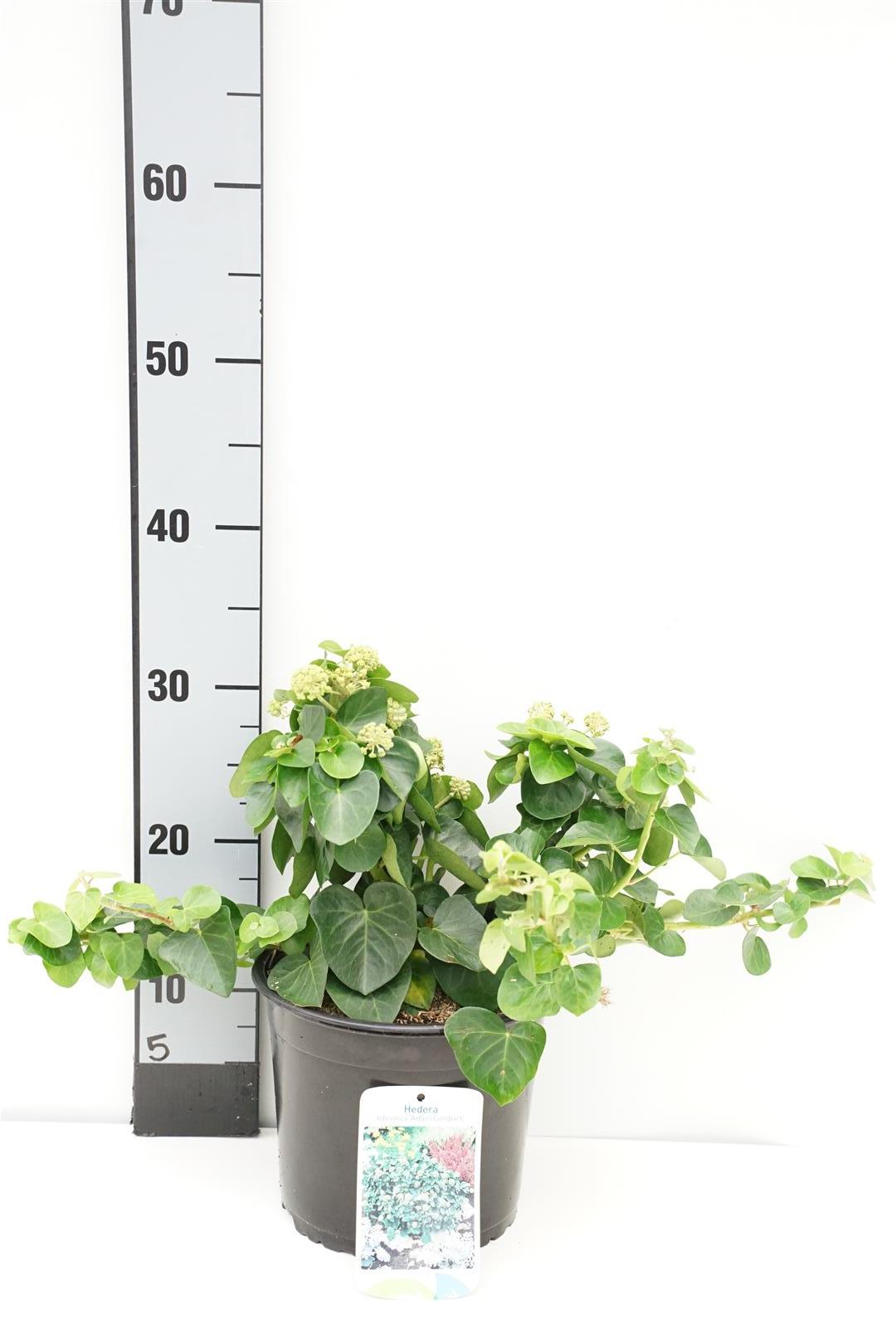 Hedera hib. &