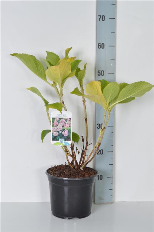 Hortensia m. &