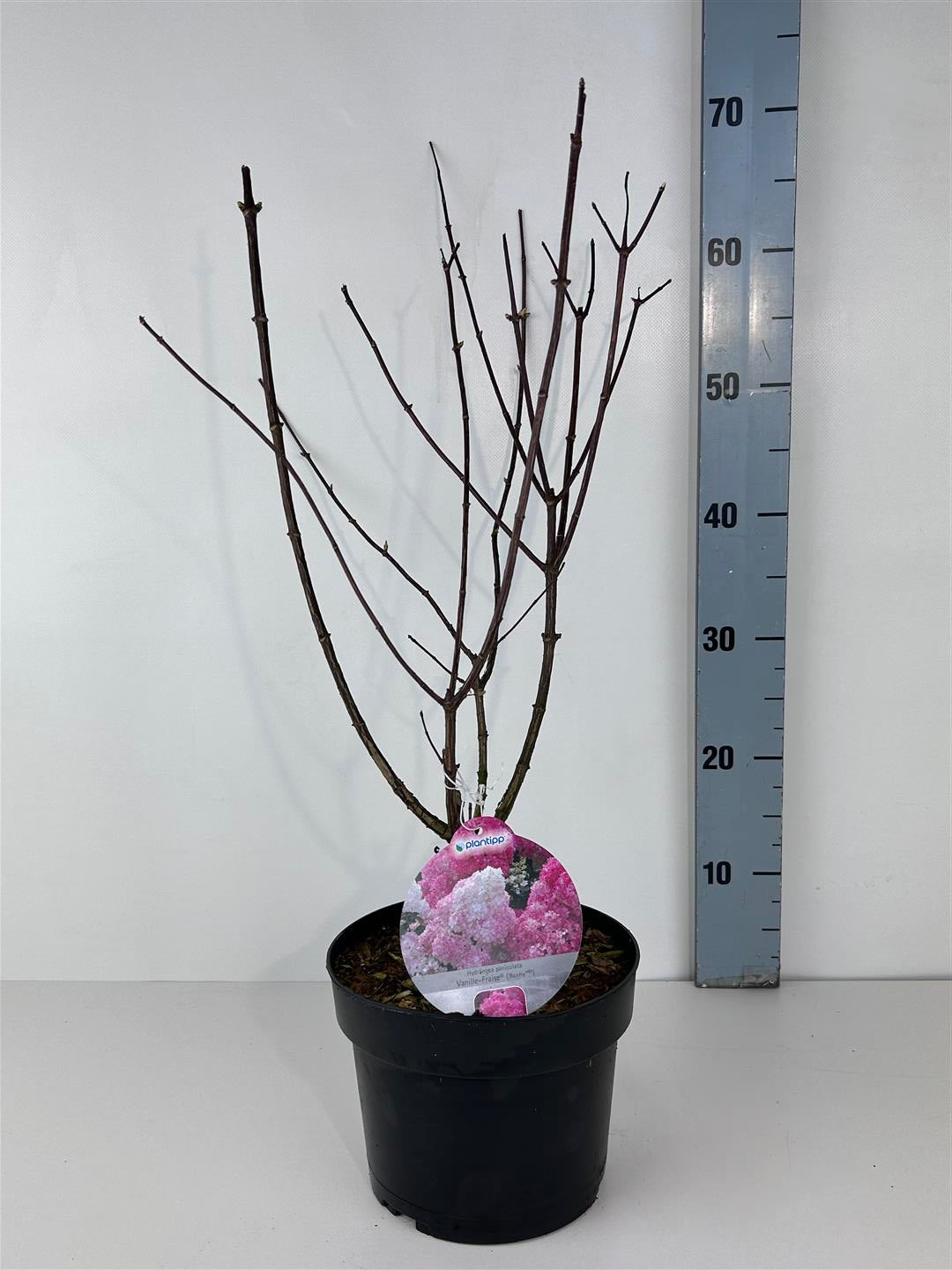 Hortensia pan. &