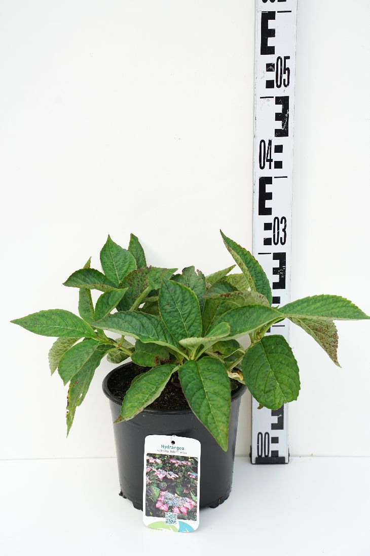 Hortensia serr. &