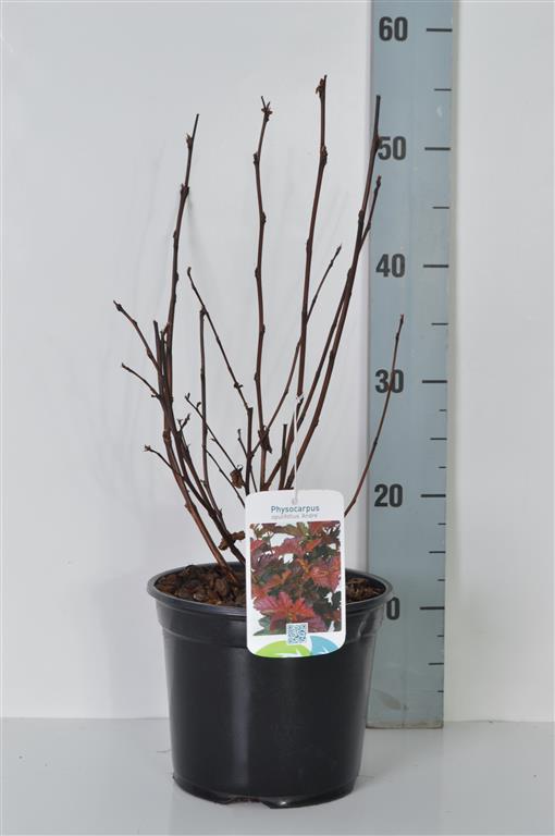 Smällspirea op. &