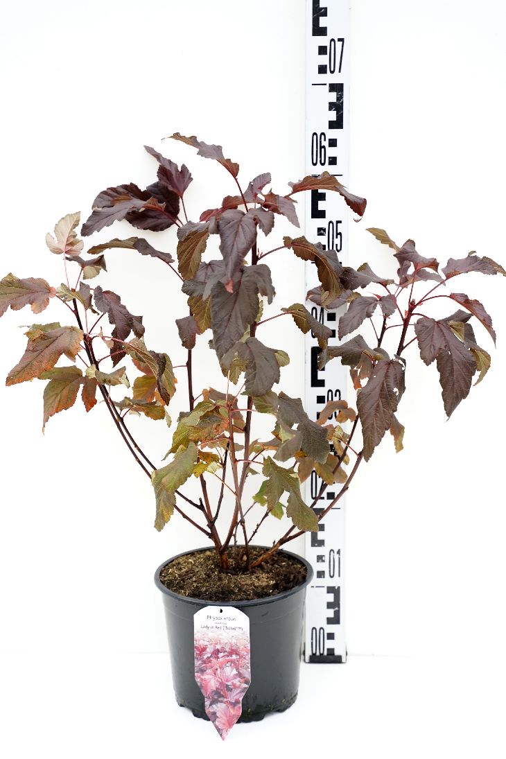 Smällspirea op. &