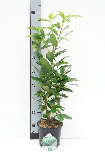 Prunus laur. &