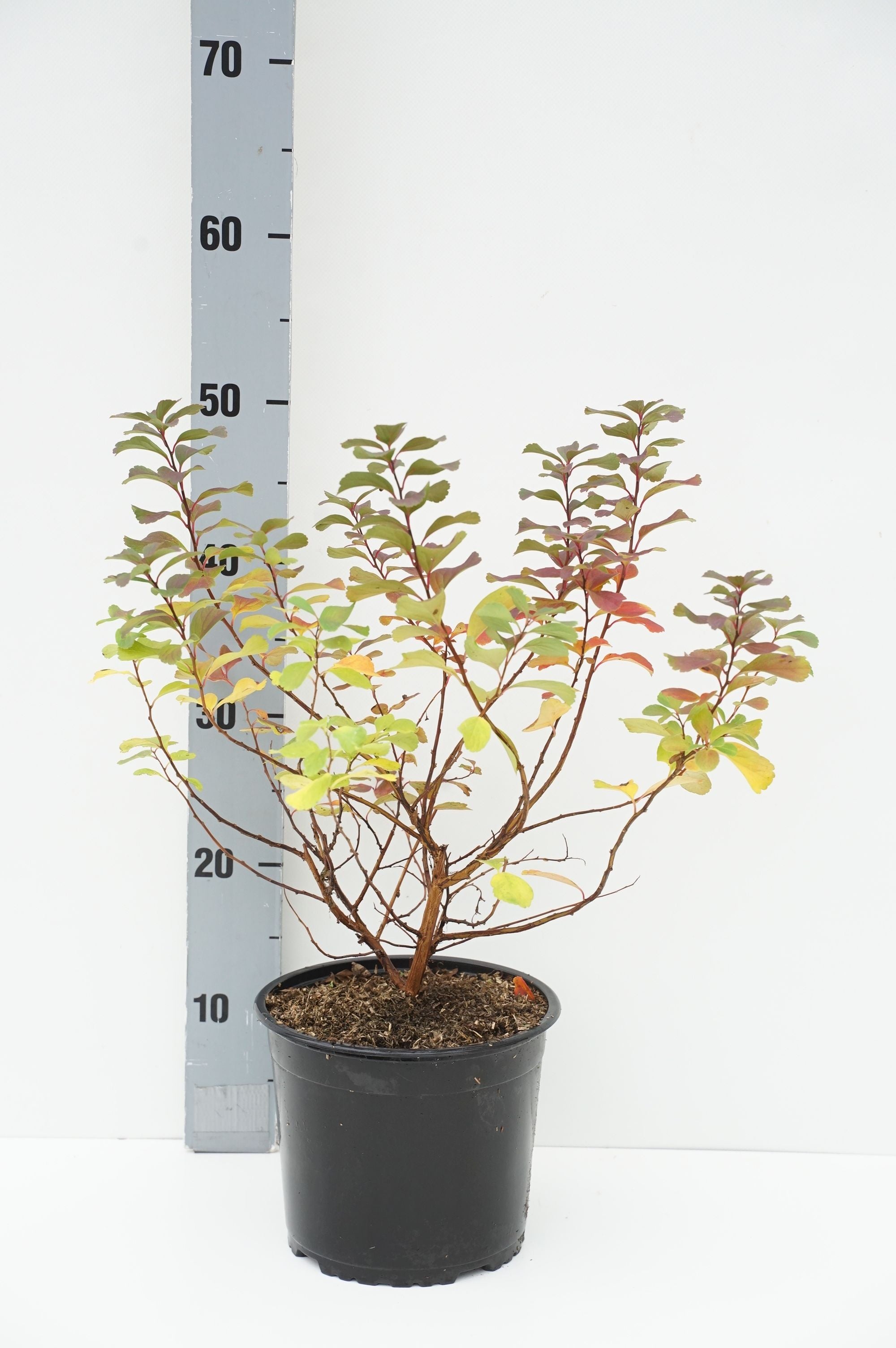 Spiraea betulifolia &