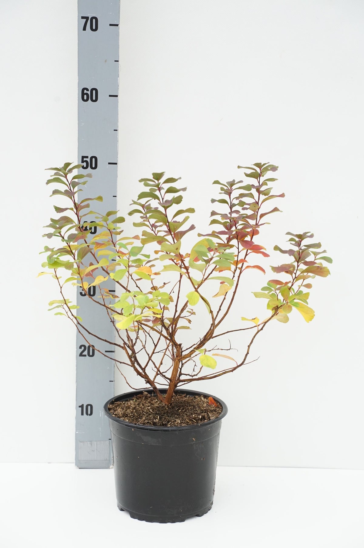 Spiraea betulifolia &