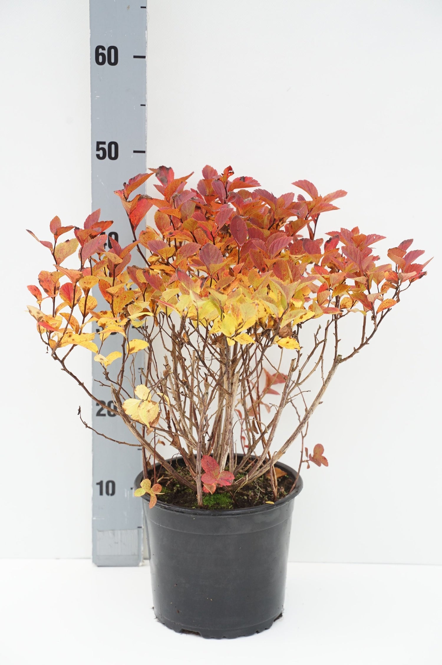 Spiraea densiflora - C3/P19 30-40 CM