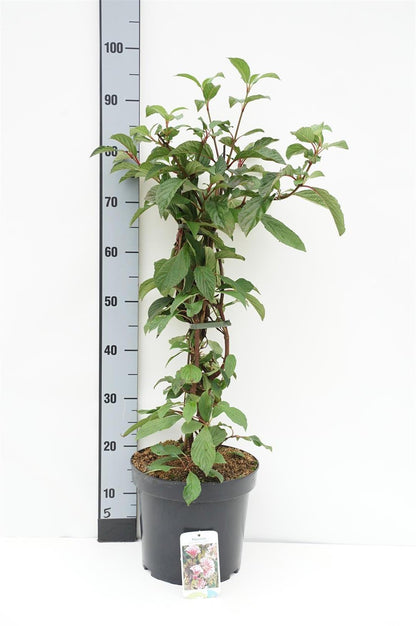 Viburnum bodnantense &