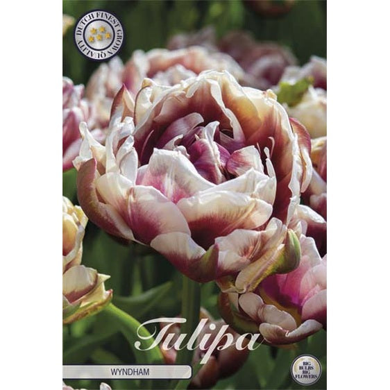 Tulpan Double Late Wyndham 7-pack (NYHET)