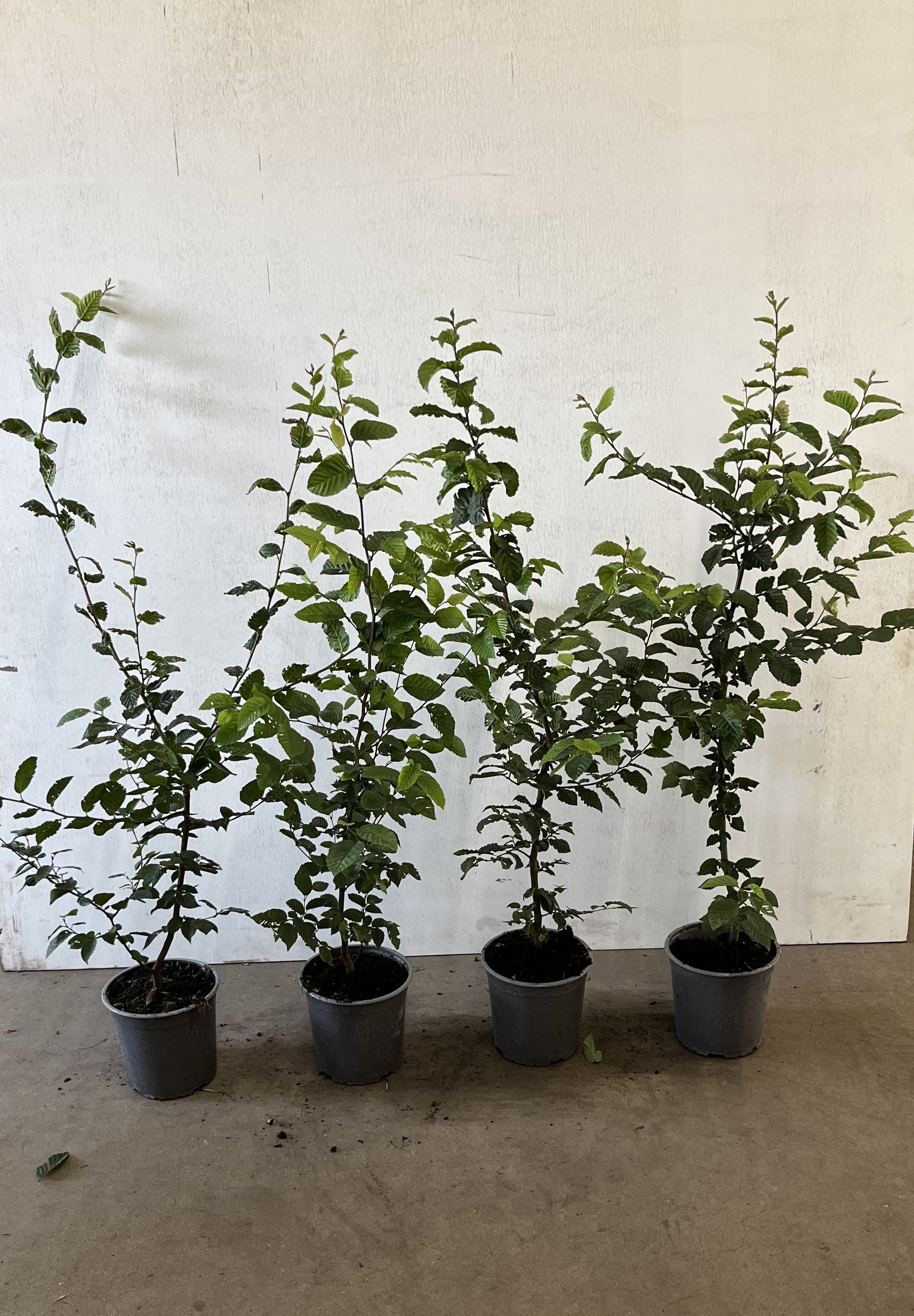 Avenbok ; 100-125 cm 3,5 L kruka klippt