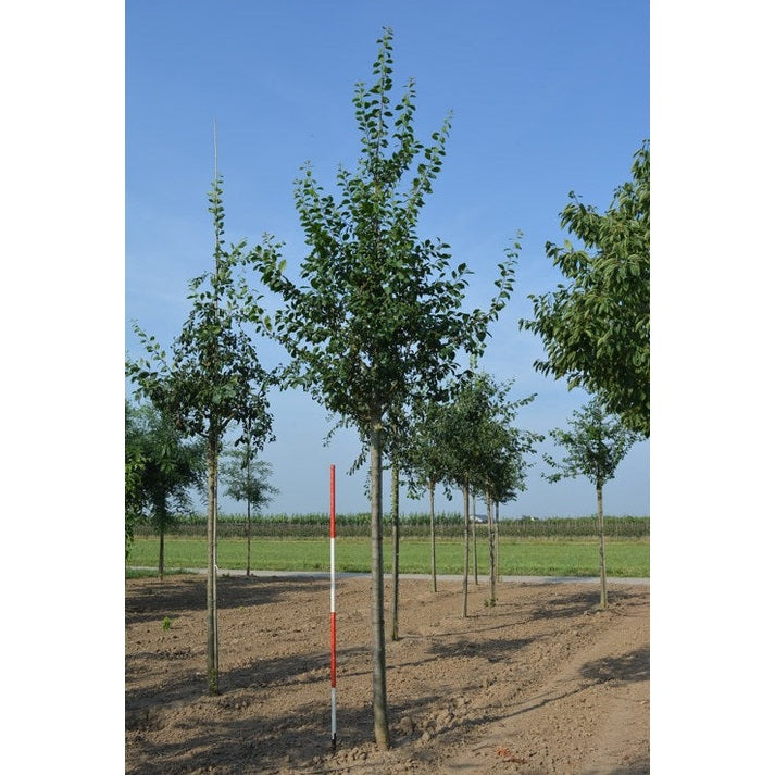 Plommon - Prunus domestica 'Opal'  - Stammens omkrets 16-18 cm, höjd 3,5-4 meter,  HS,