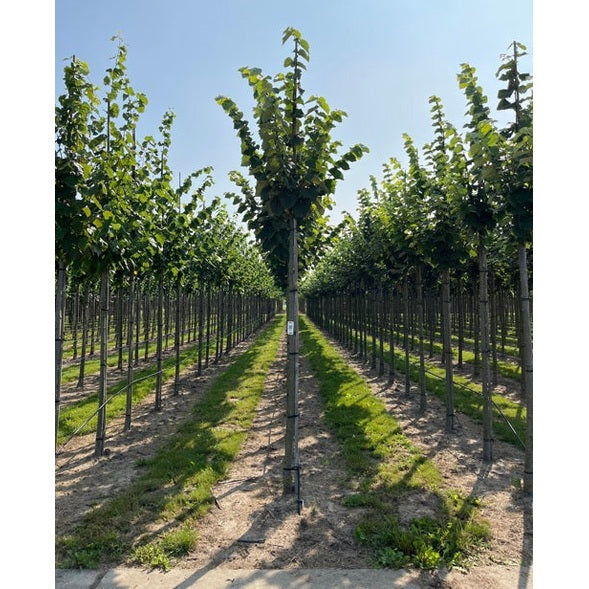 Silverlind - Tilia tomentosa 'Brabant'  - Stammens omkrets 14-16 cm, höjd 3,5-4 meter,  HS,