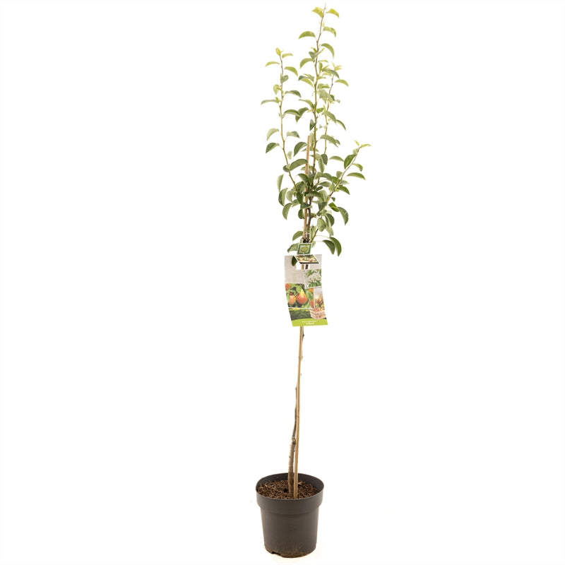Pyrus communis &